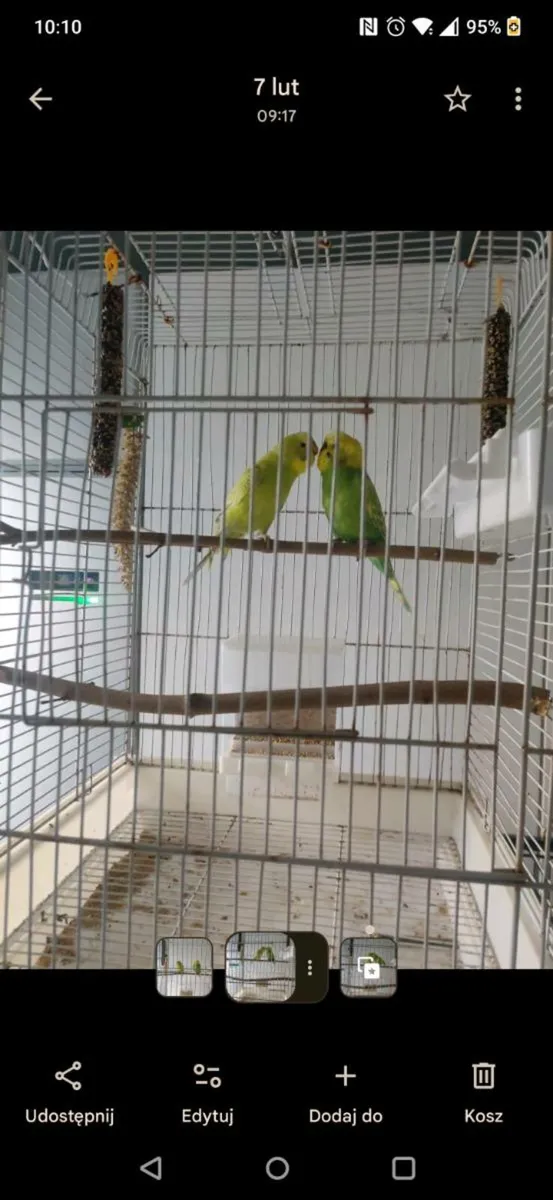 Budgerigars - Image 1