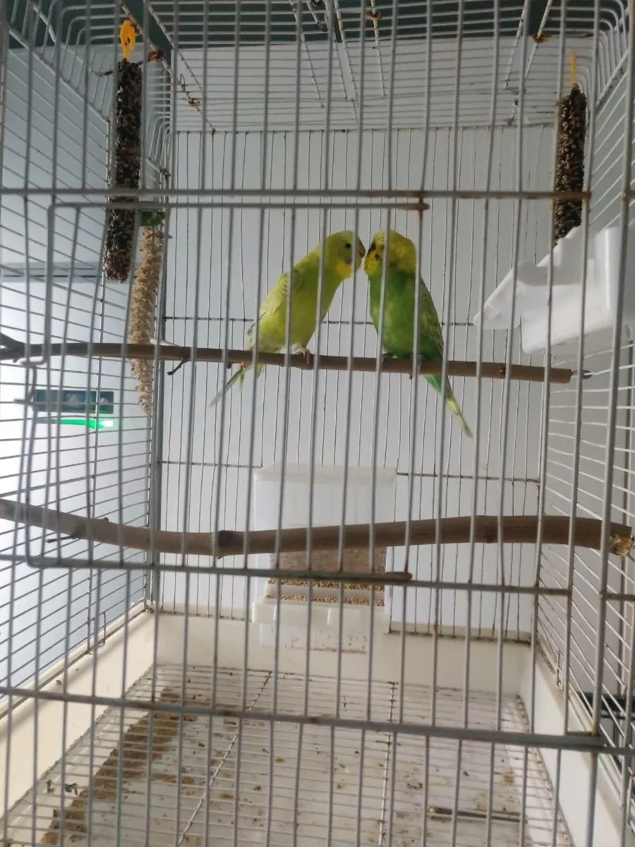 Budgerigars - Image 3