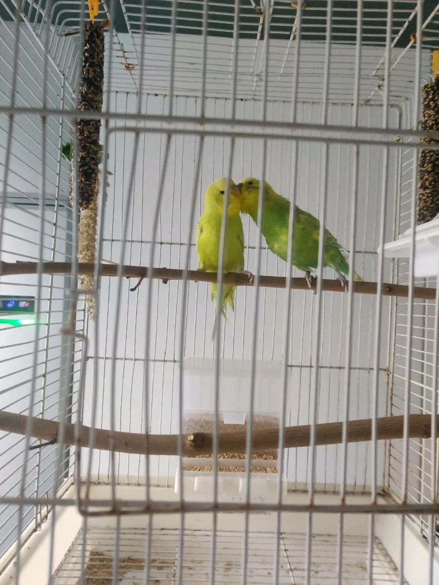 Budgerigars - Image 4