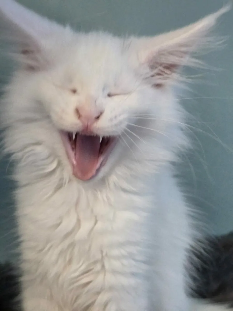 Maine Coon kittens - Image 4