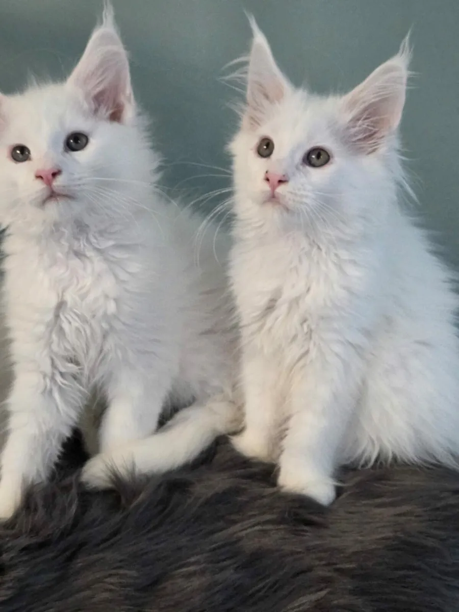 Maine Coon kittens - Image 2