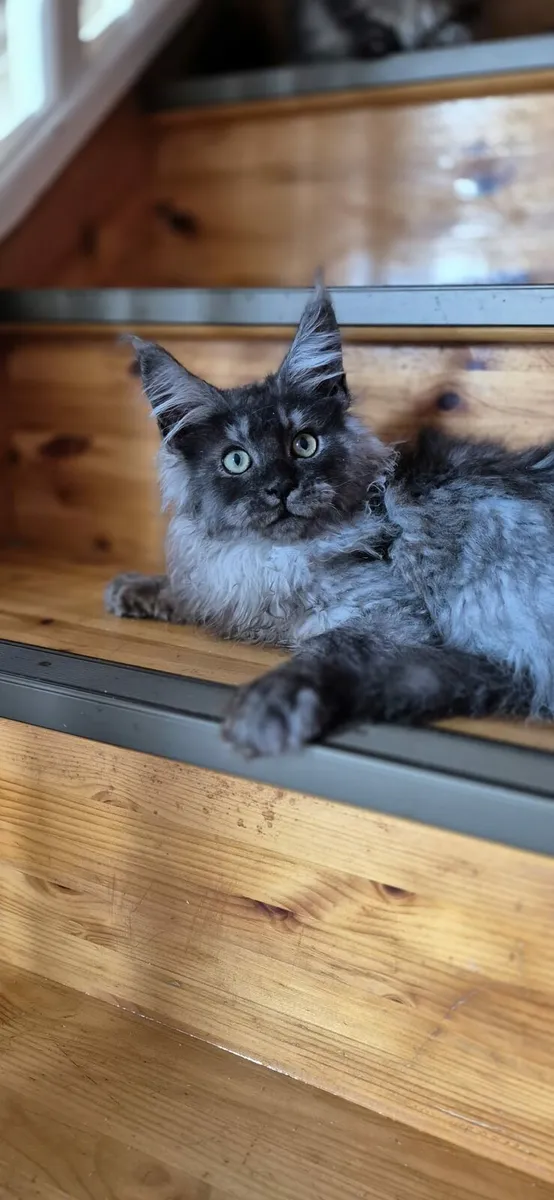 Maine Coon - Image 1