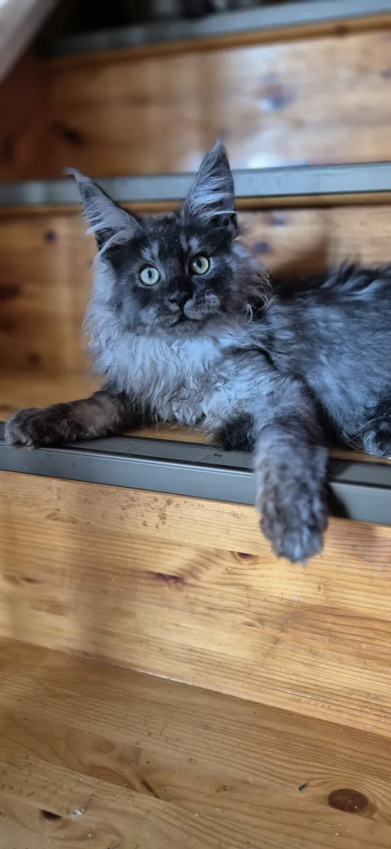 Maine Coon - Image 2