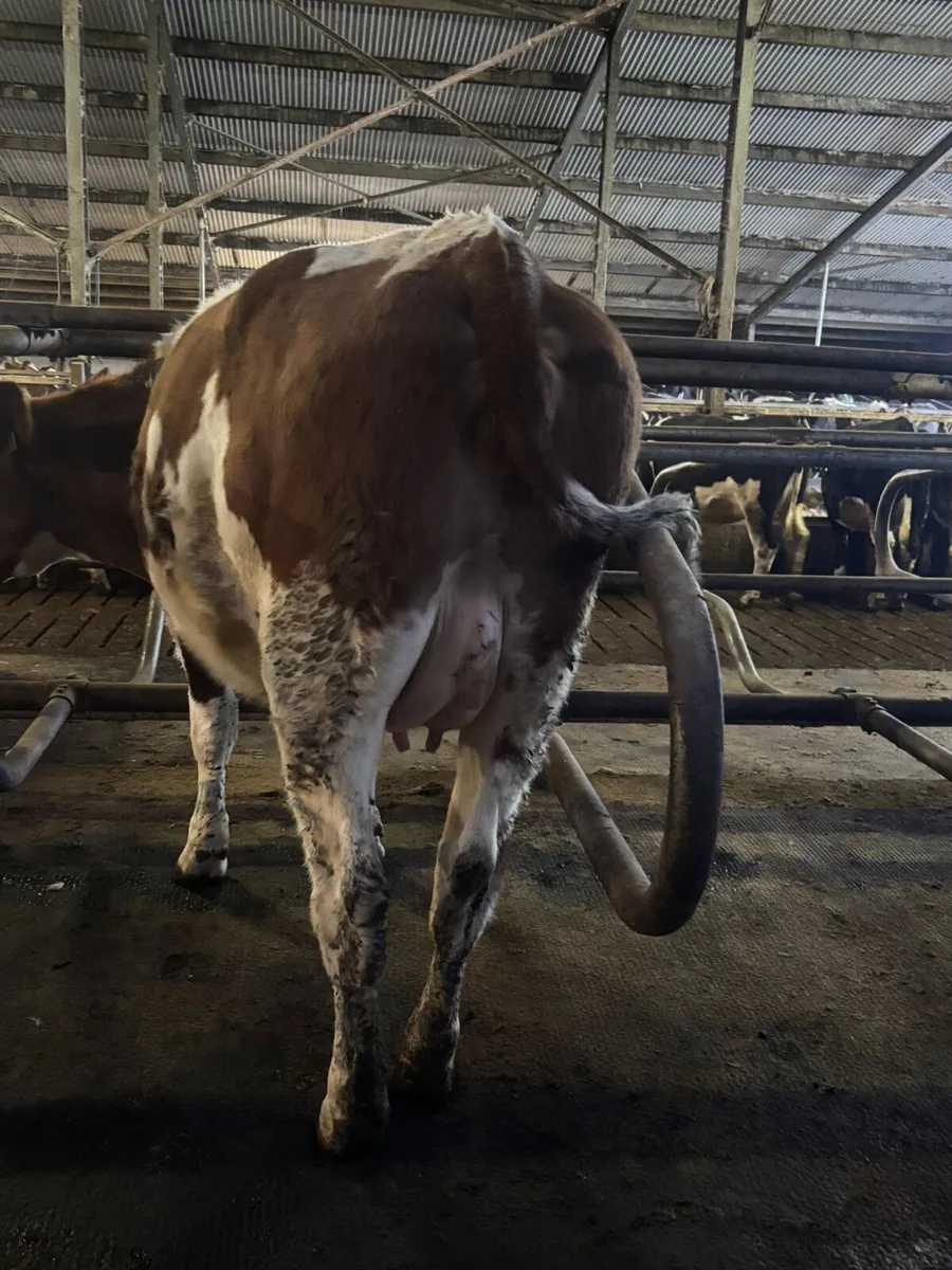 Incalf British Friesian Heifers - Image 2