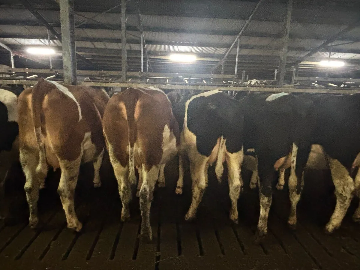 Incalf British Friesian Heifers - Image 1