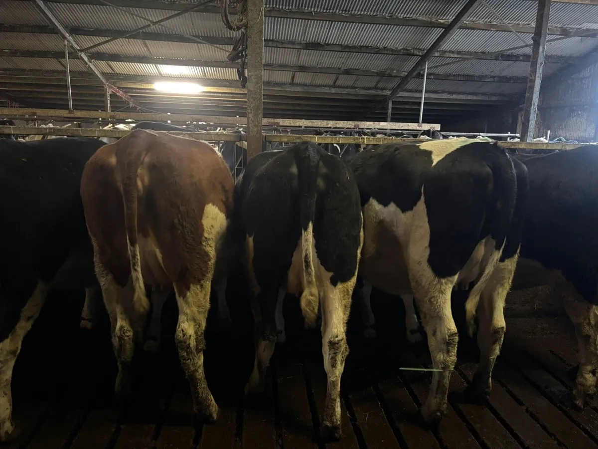 Incalf British Friesian Heifers - Image 4
