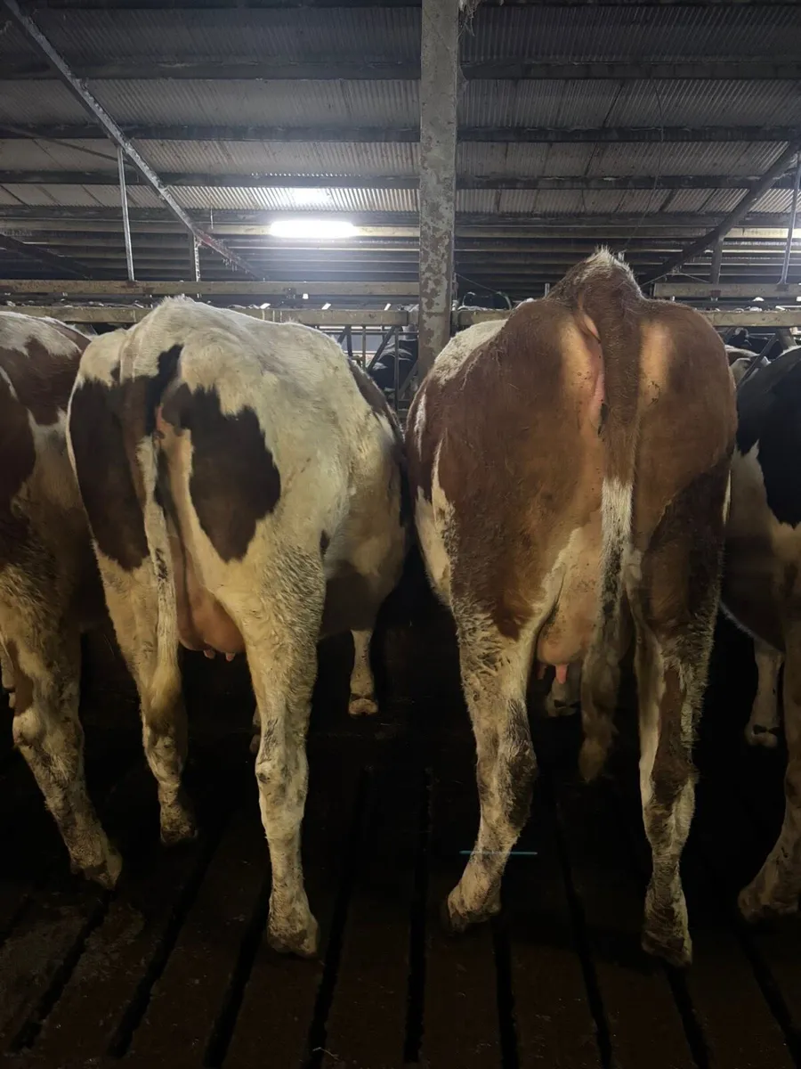 Incalf British Friesian Heifers - Image 3