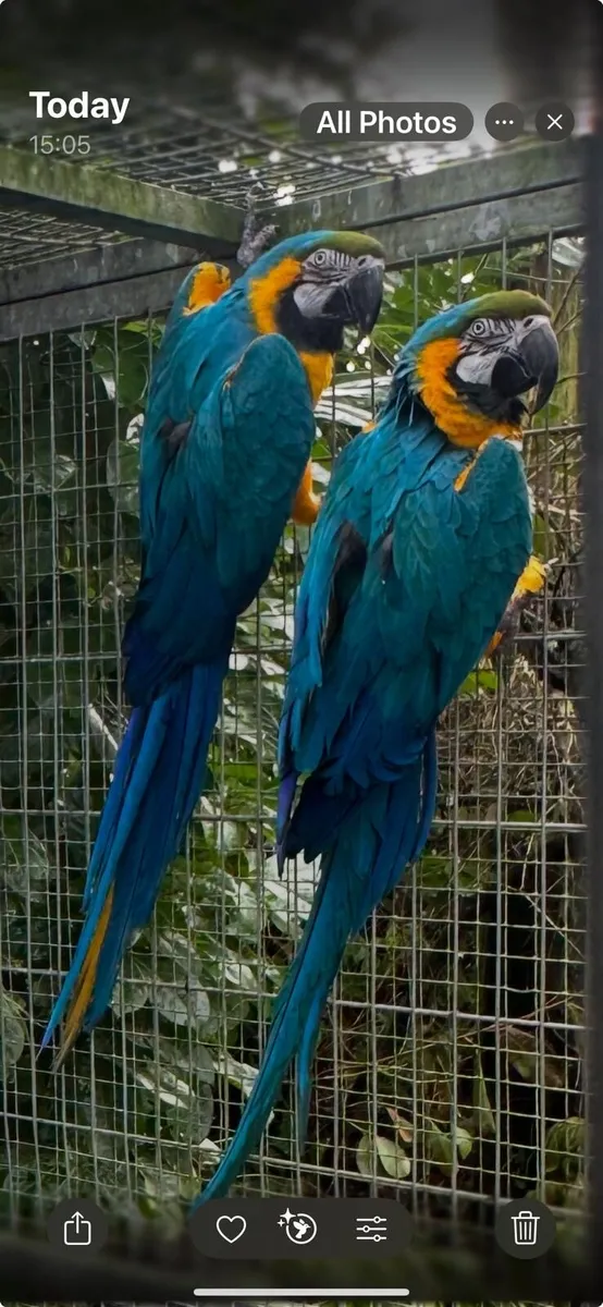 Macaws