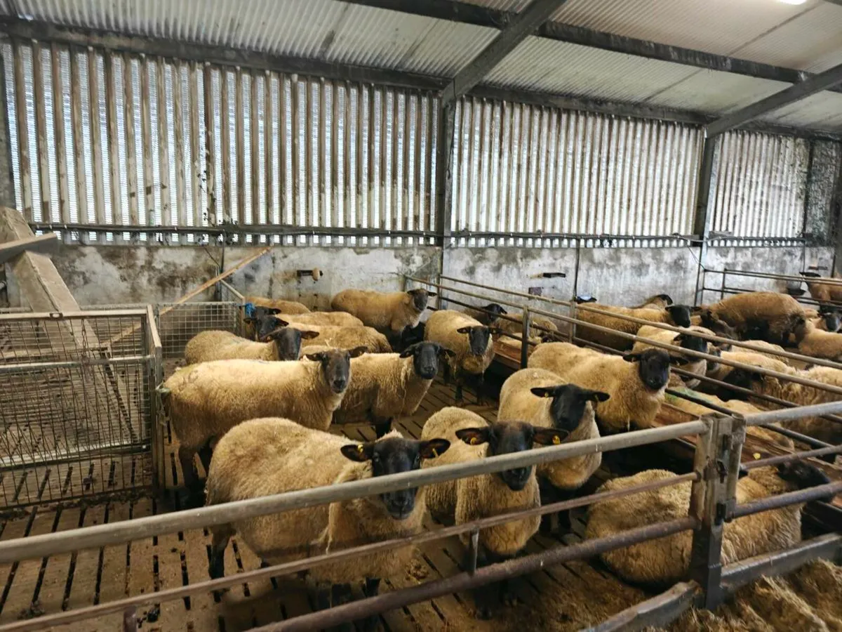 Ewes in lamb - Image 2