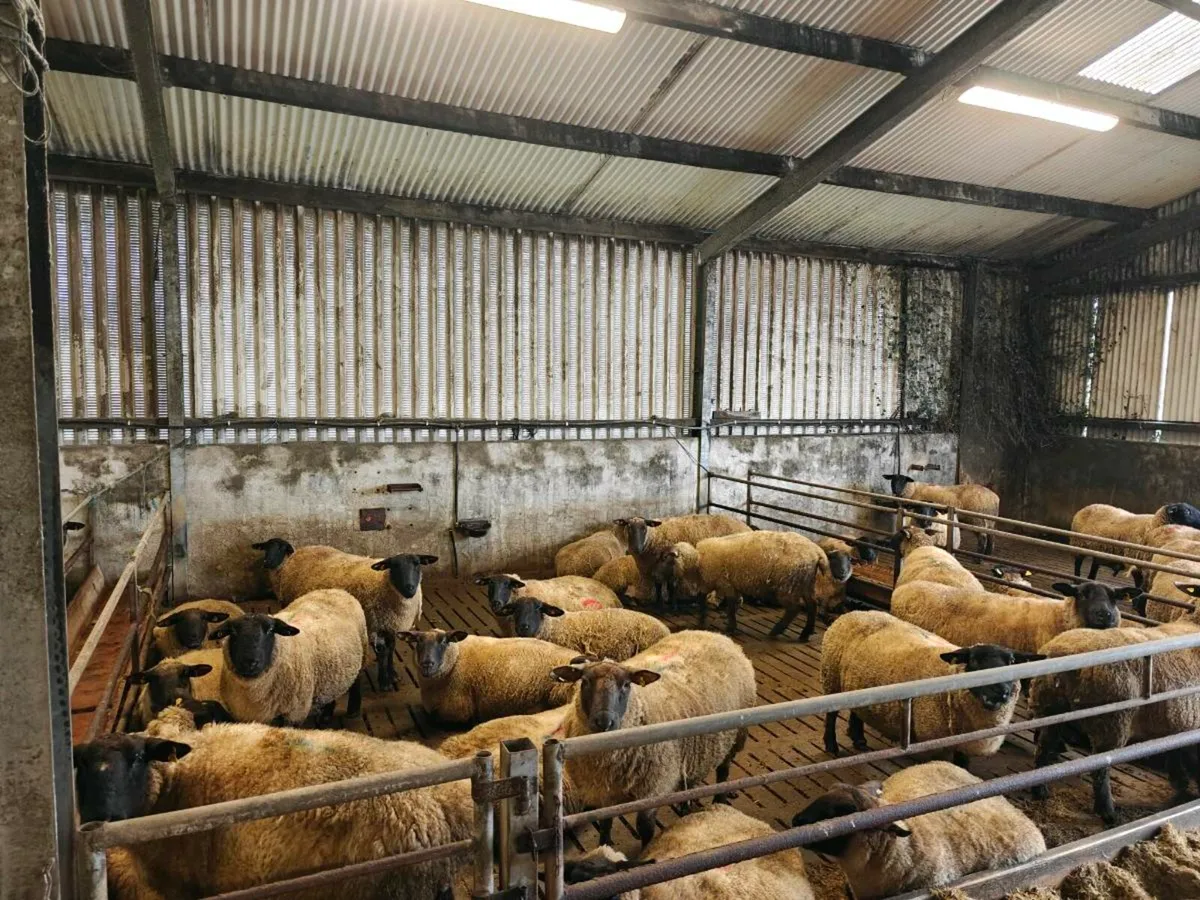 Ewes in lamb - Image 3