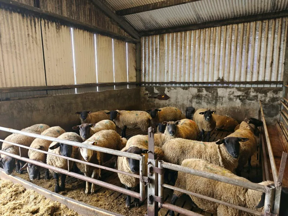 Ewes in lamb - Image 4