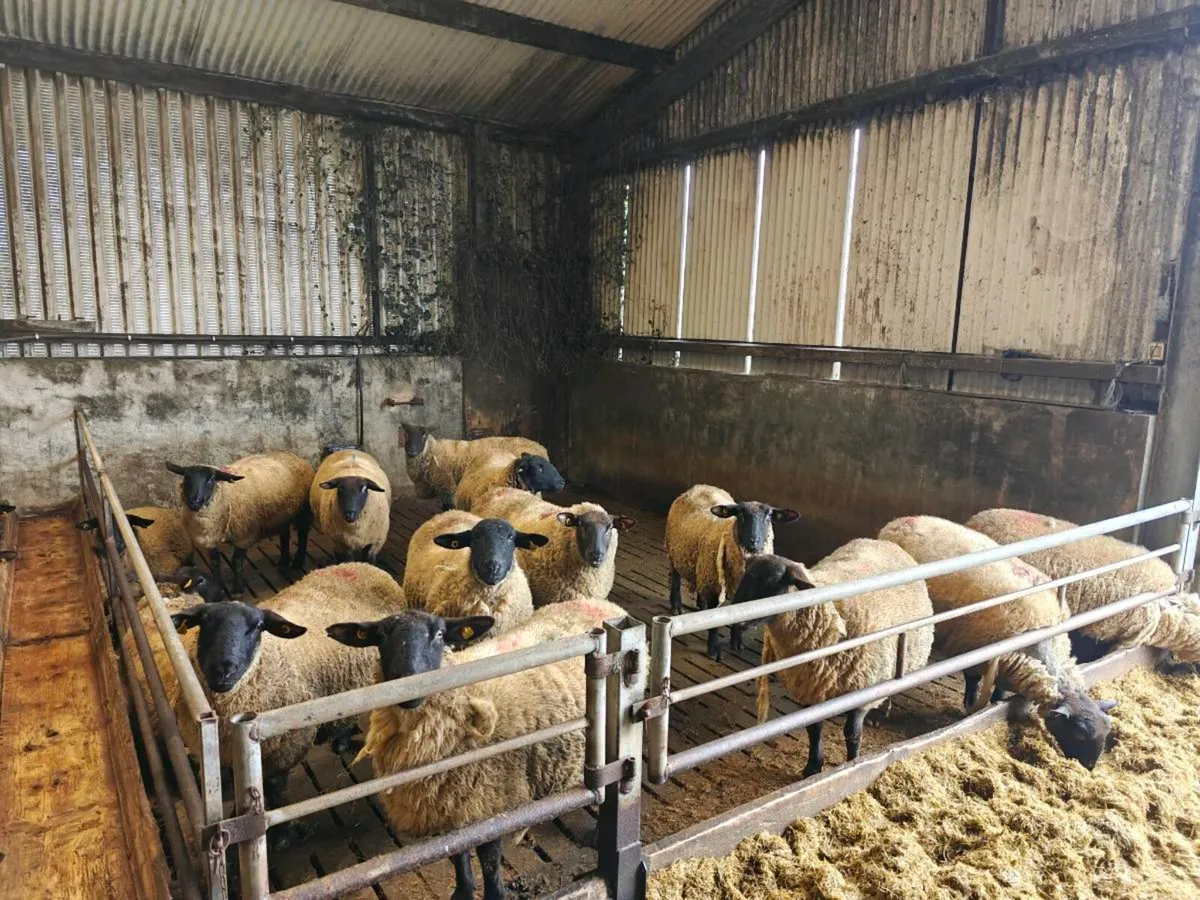 Ewes in lamb - Image 1