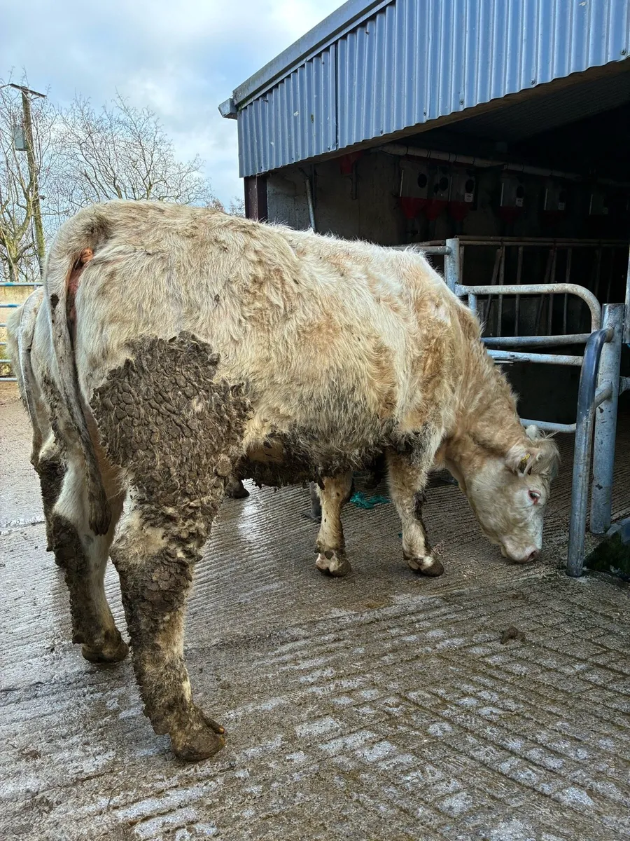 Two Pedigree Charolais heifers 5x⭐️ - Image 1