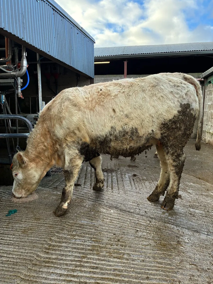 Two Pedigree Charolais heifers 5x⭐️ - Image 3