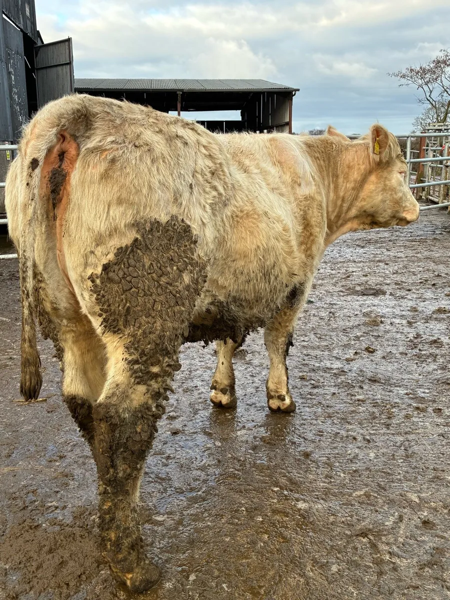 Two Pedigree Charolais heifers 5x⭐️ - Image 2
