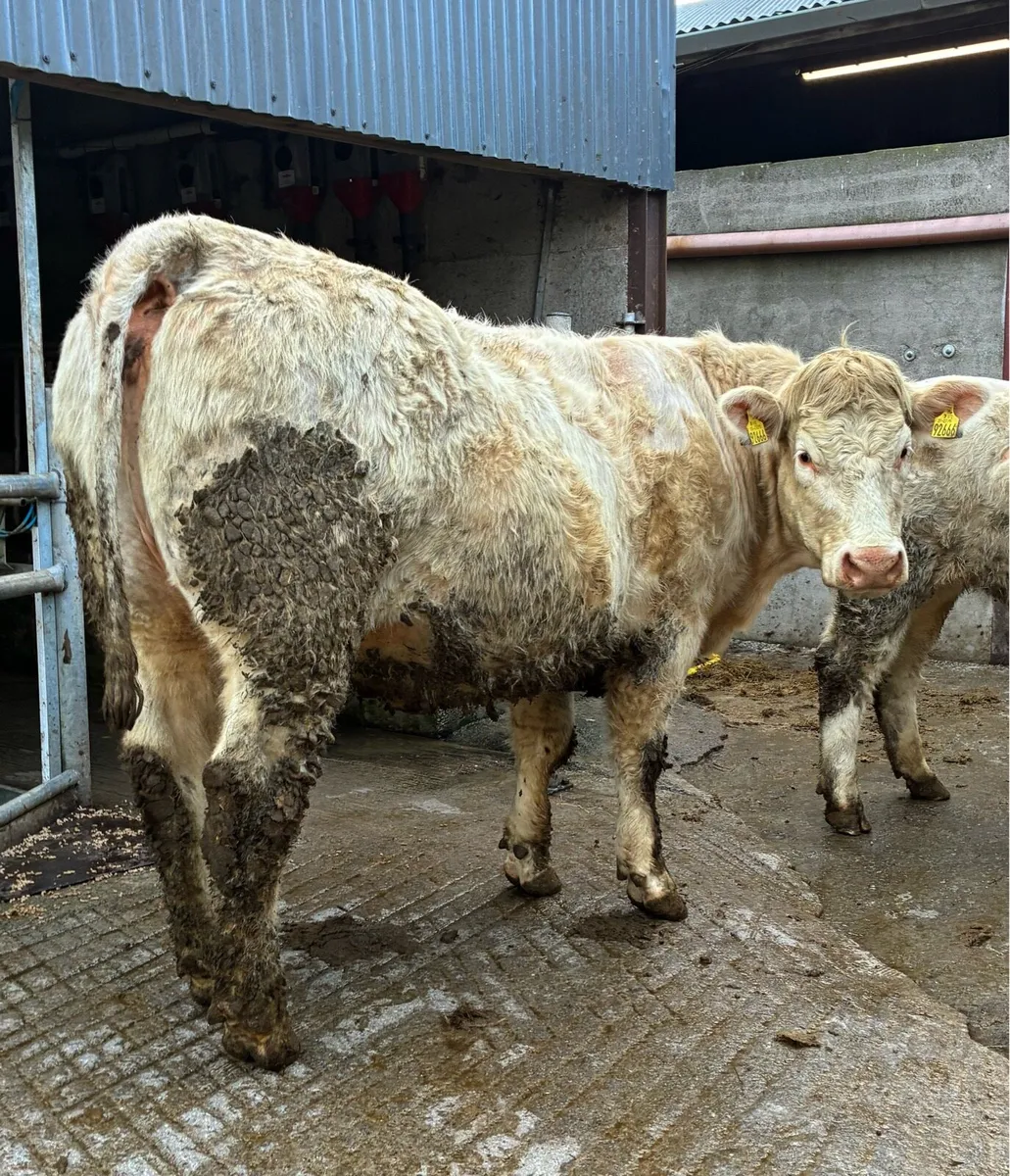 Two Pedigree Charolais heifers 5x⭐️ - Image 4