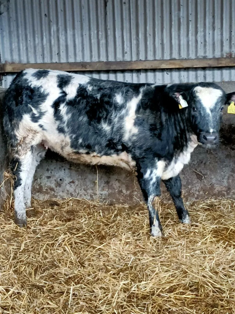 Weanling heifers - Image 2