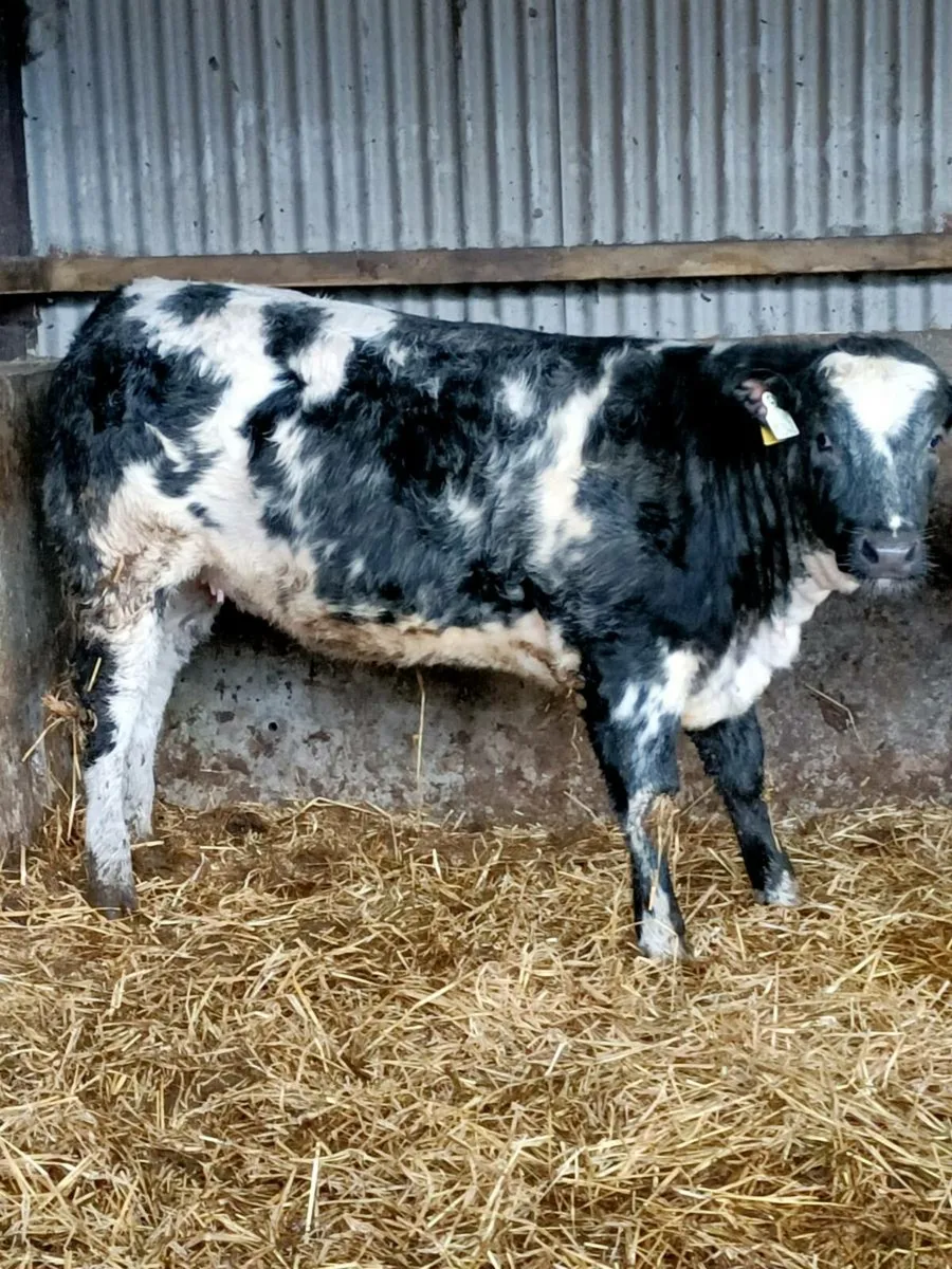 Weanling heifers - Image 3