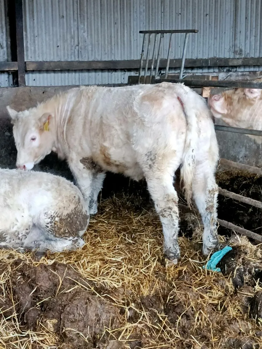 Weanling heifers - Image 1