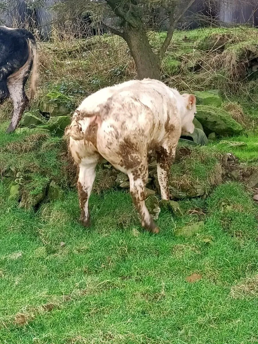 Weanling heifers - Image 4