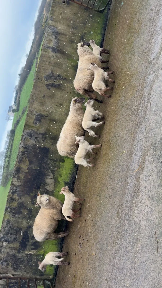 Ewes with lambs at foot - Image 1