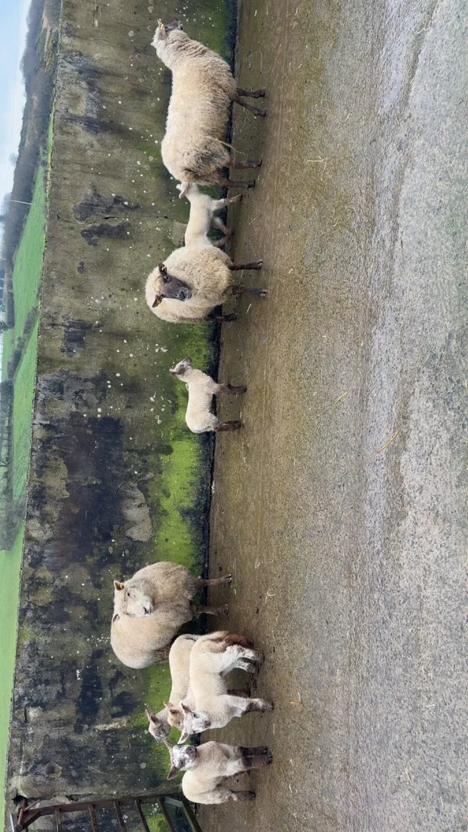 Ewes with lambs at foot - Image 2