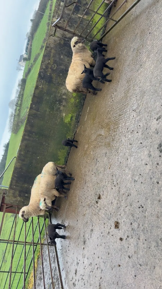 Ewes with lambs at foot - Image 3