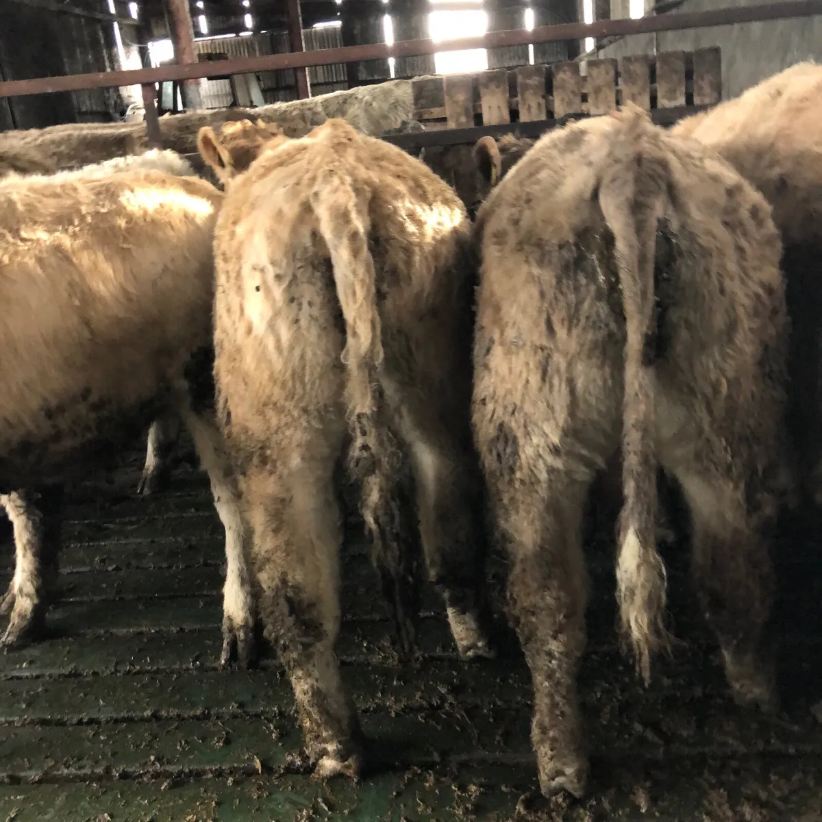 18 Charolais Bullocks and 15 Charolais Heifers - Image 1