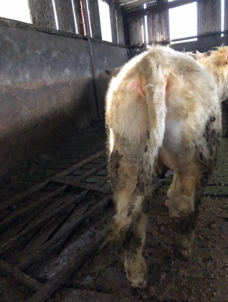 18 Charolais Bullocks and 15 Charolais Heifers - Image 3