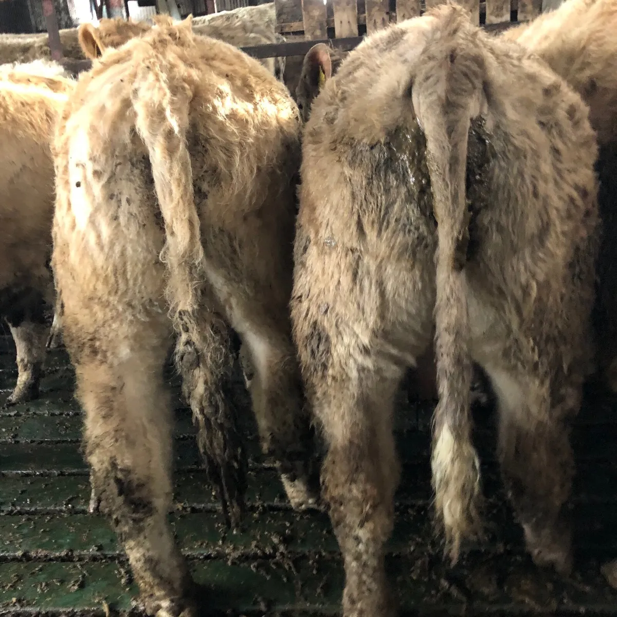 18 Charolais Bullocks and 15 Charolais Heifers - Image 2