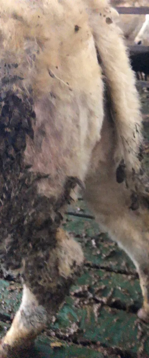 18 Charolais Bullocks and 15 Charolais Heifers - Image 4