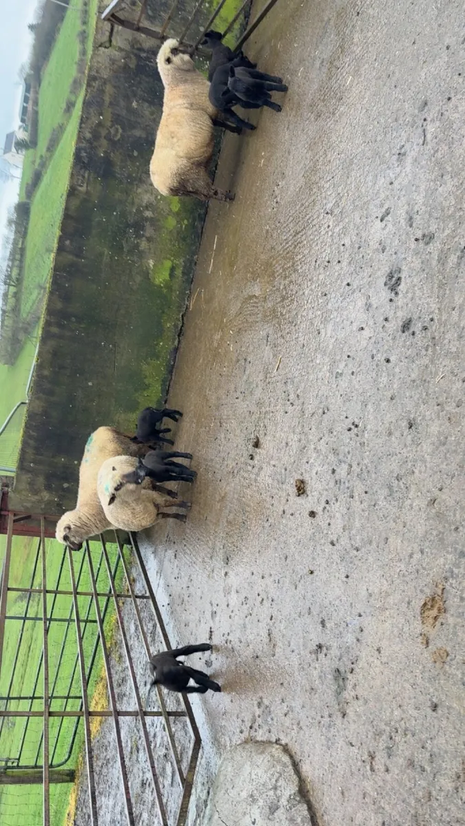 Ewes with lambs at foot - Image 4