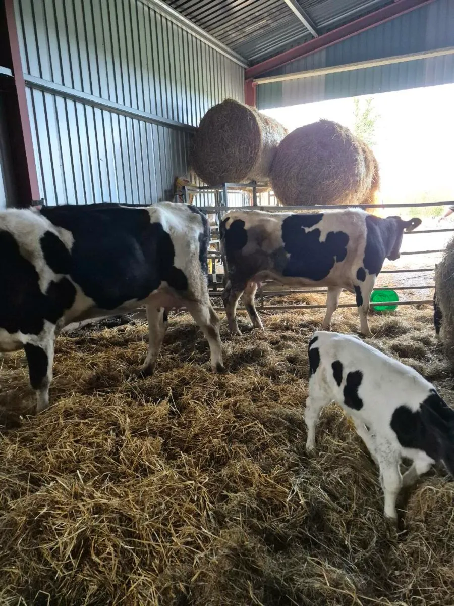2 Br freisan heifers with calves - Image 3
