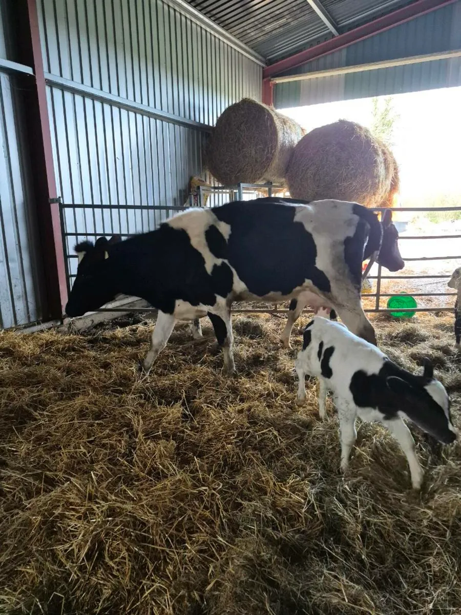 2 Br freisan heifers with calves - Image 4