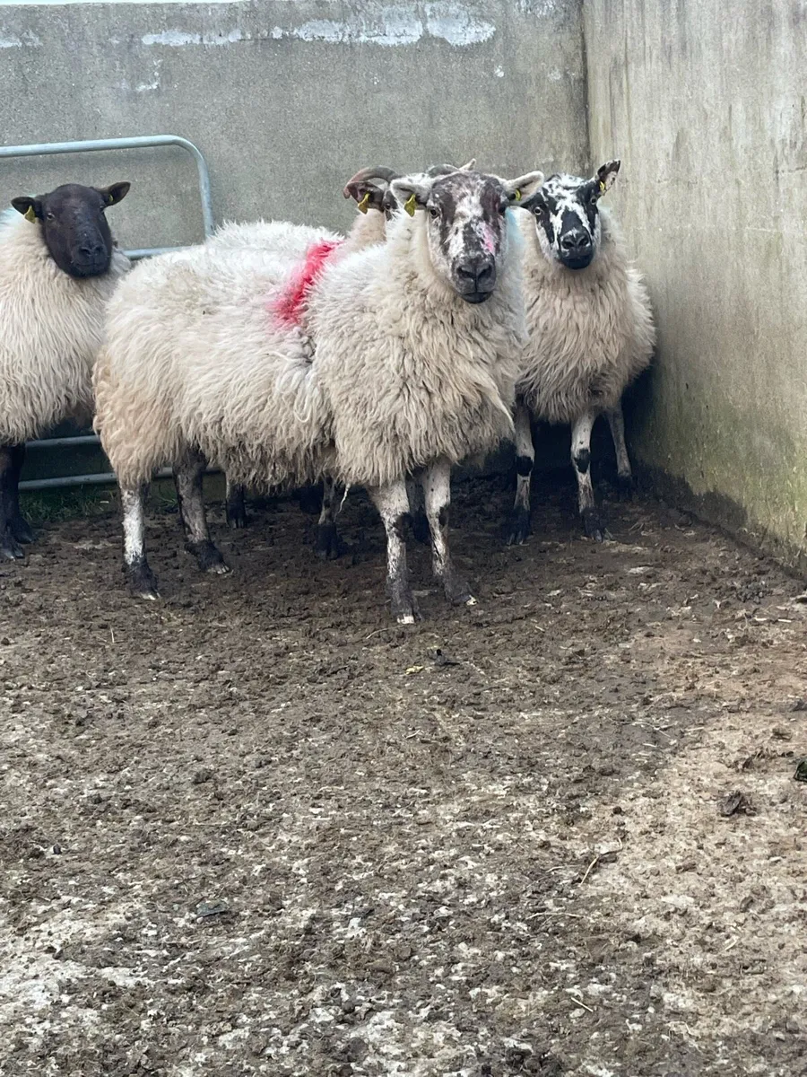 Inlamb ewes - Image 2