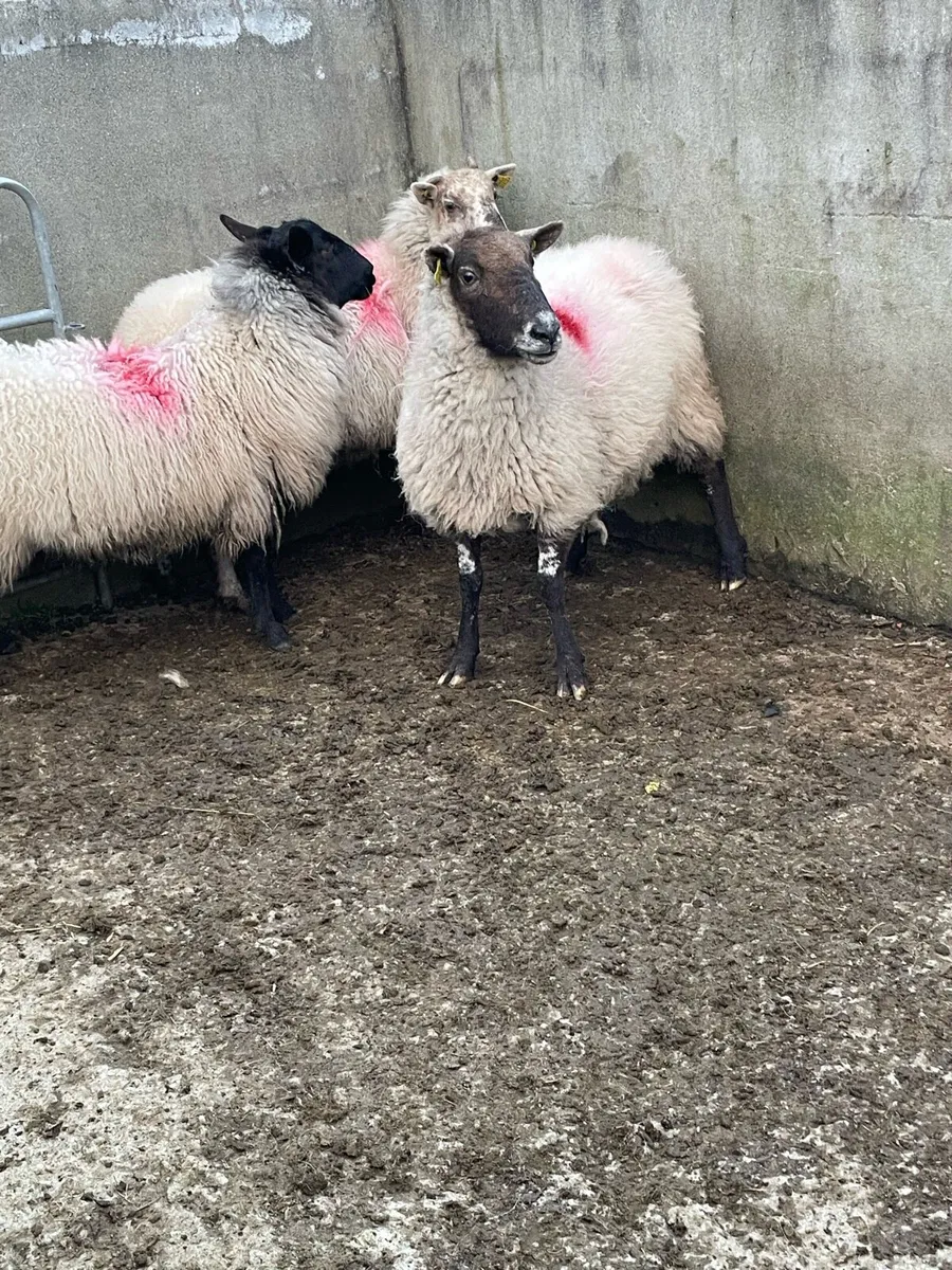 Inlamb ewes - Image 1