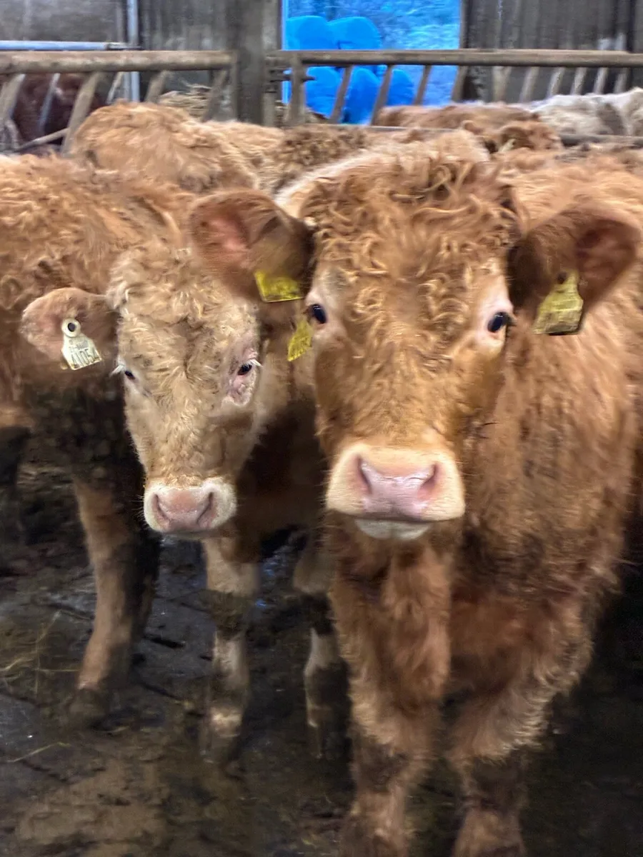 SUPER QUALITY CHX BULLOCKS 320KG - Image 1