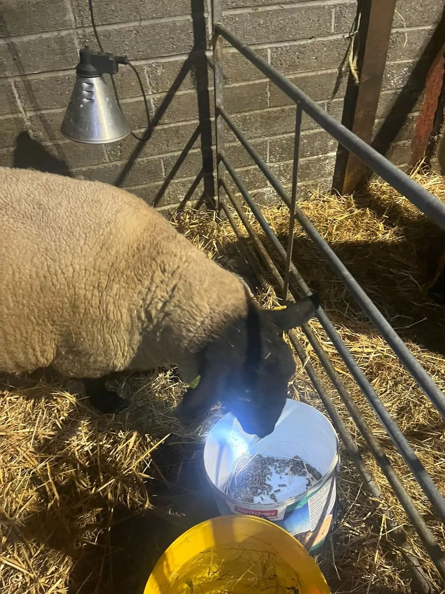 Foster Ewe - Image 1