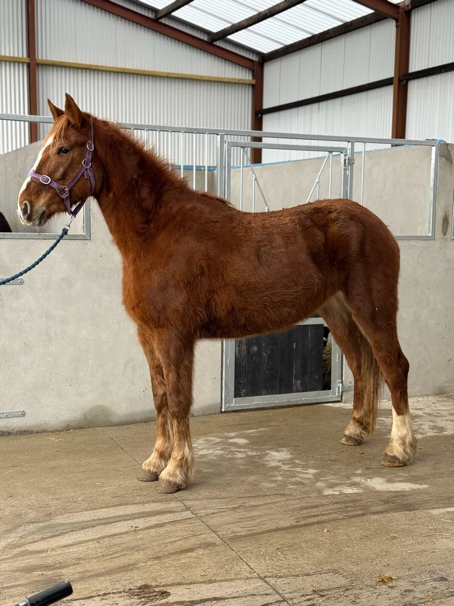Full Irish draft mare - Image 1