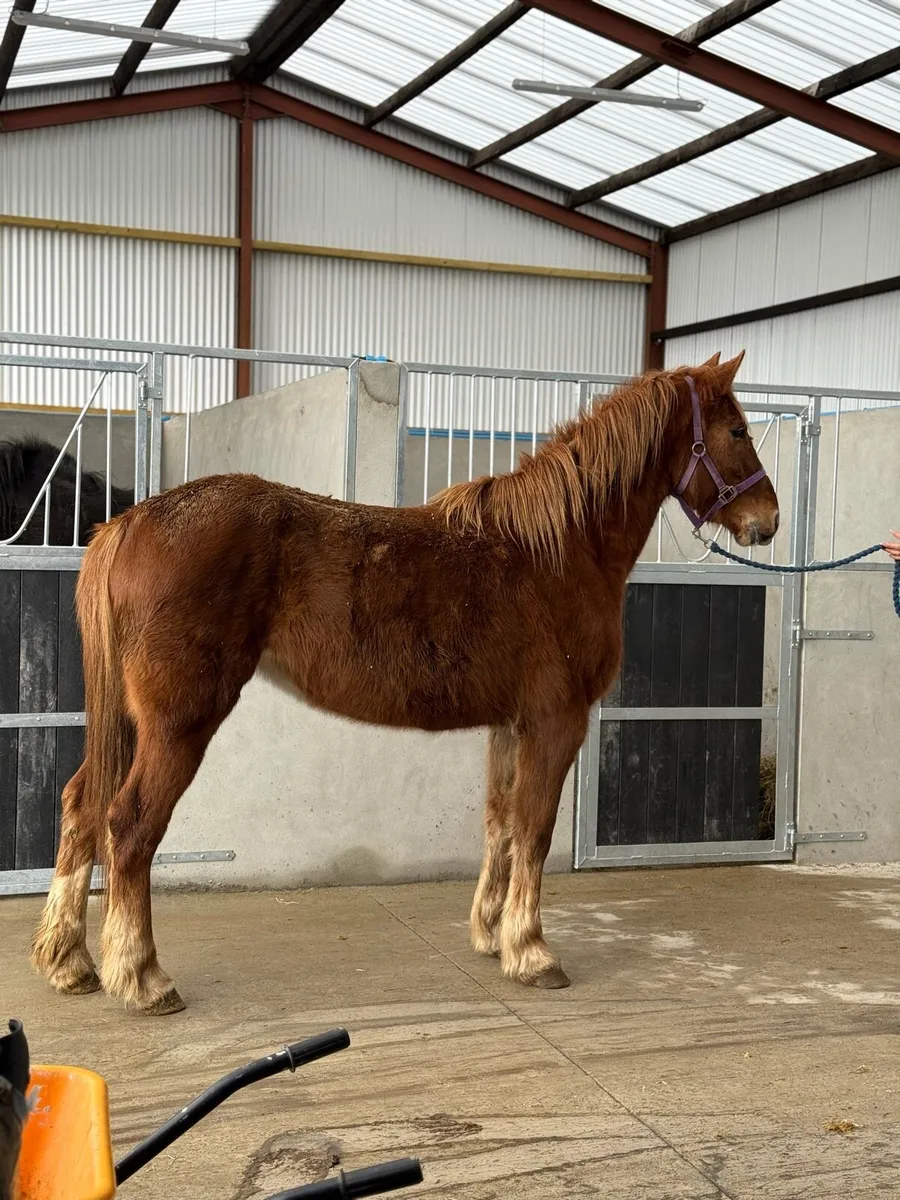 Full Irish draft mare - Image 2