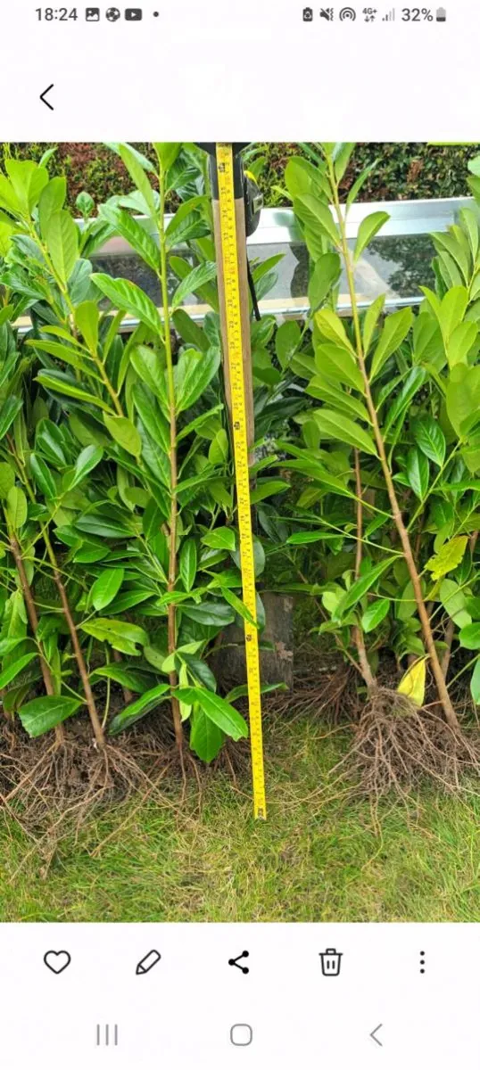 Cheap Griselinia & Laurel Laural Hedging plants - Image 2
