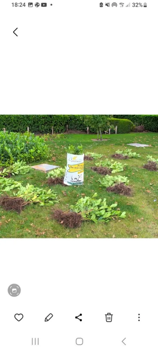 Cheap Griselinia & Laurel Laural Hedging plants - Image 3