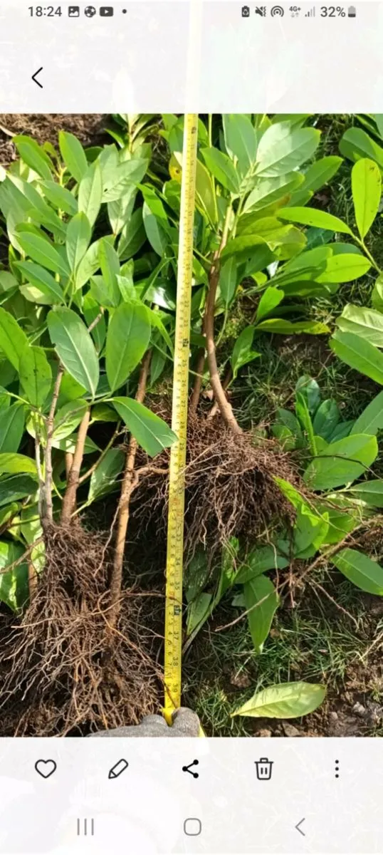 Cheap Griselinia & Laurel Laural Hedging plants - Image 4