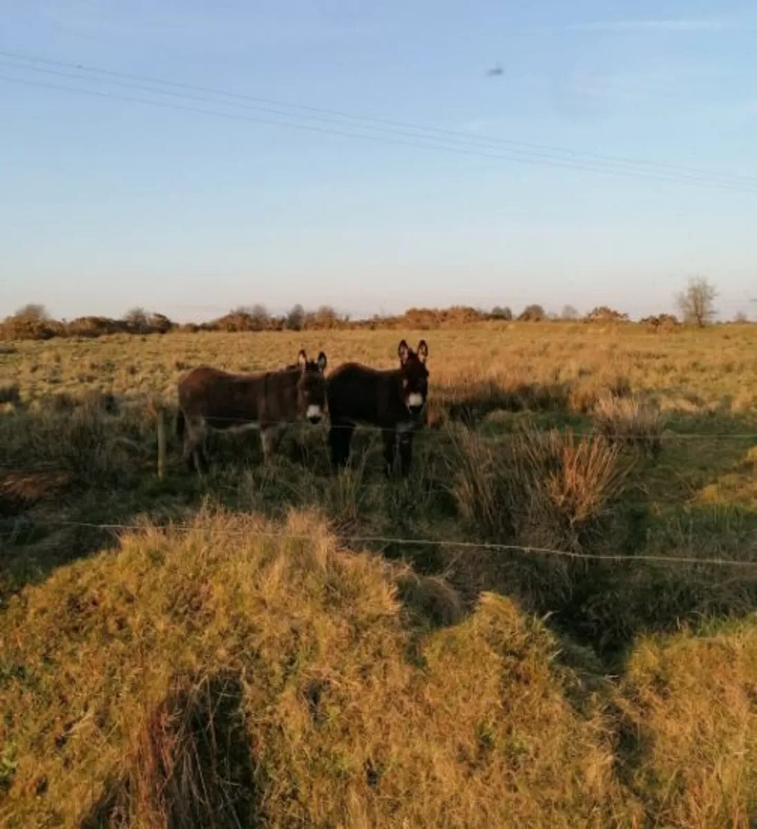 Donkeys for Sale -2 female - Image 3
