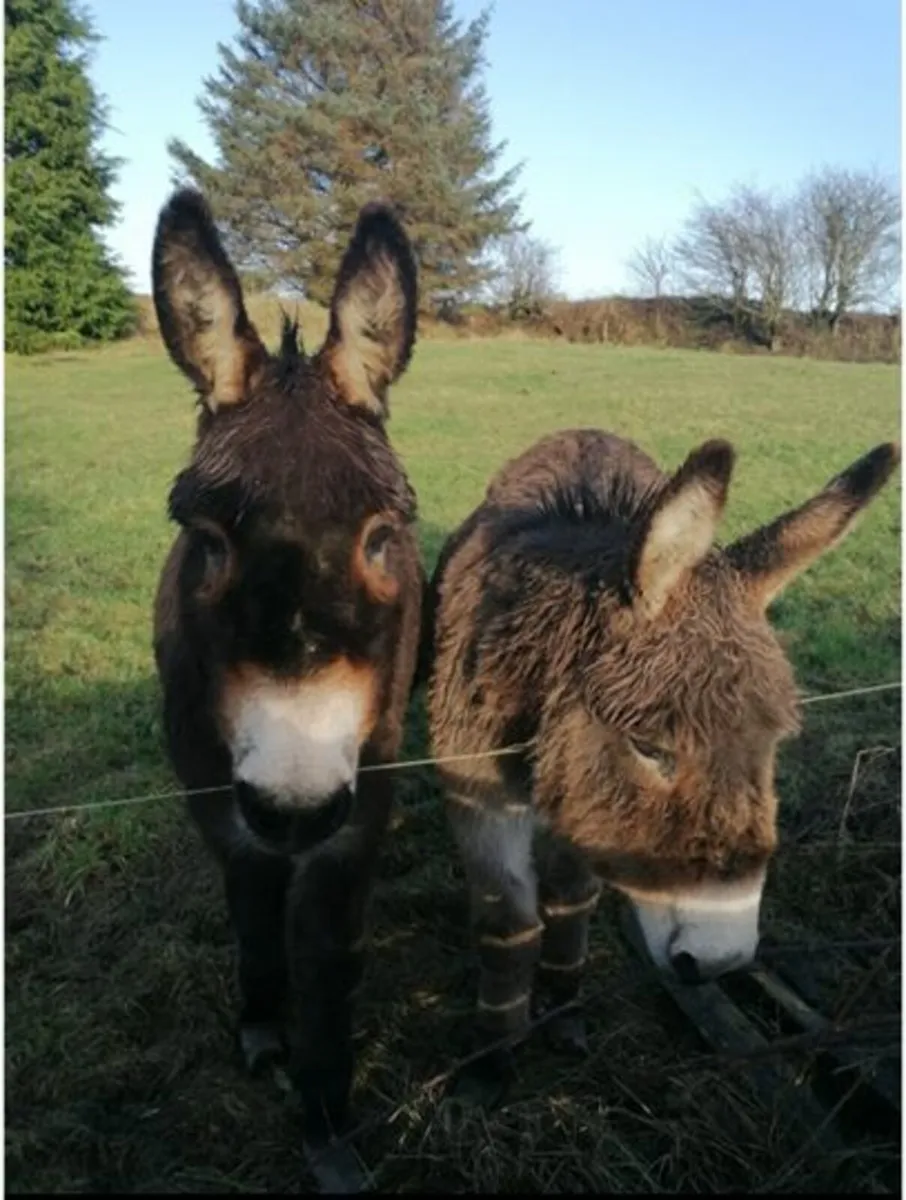 Donkeys for Sale -2 female - Image 1