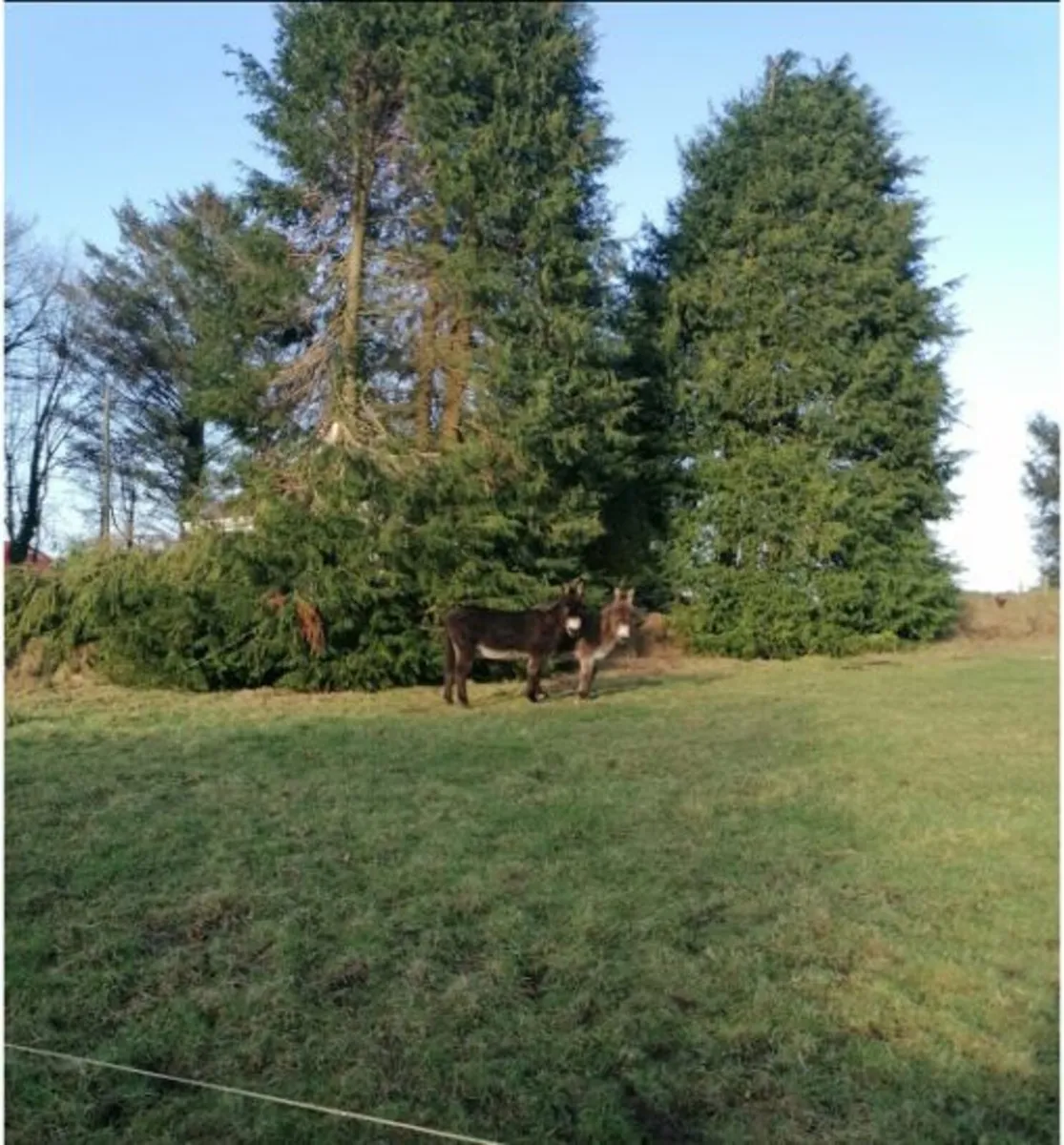 Donkeys for Sale -2 female - Image 2