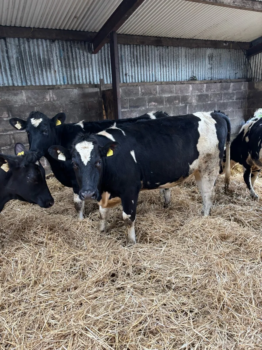 Maiden heifers - Image 1