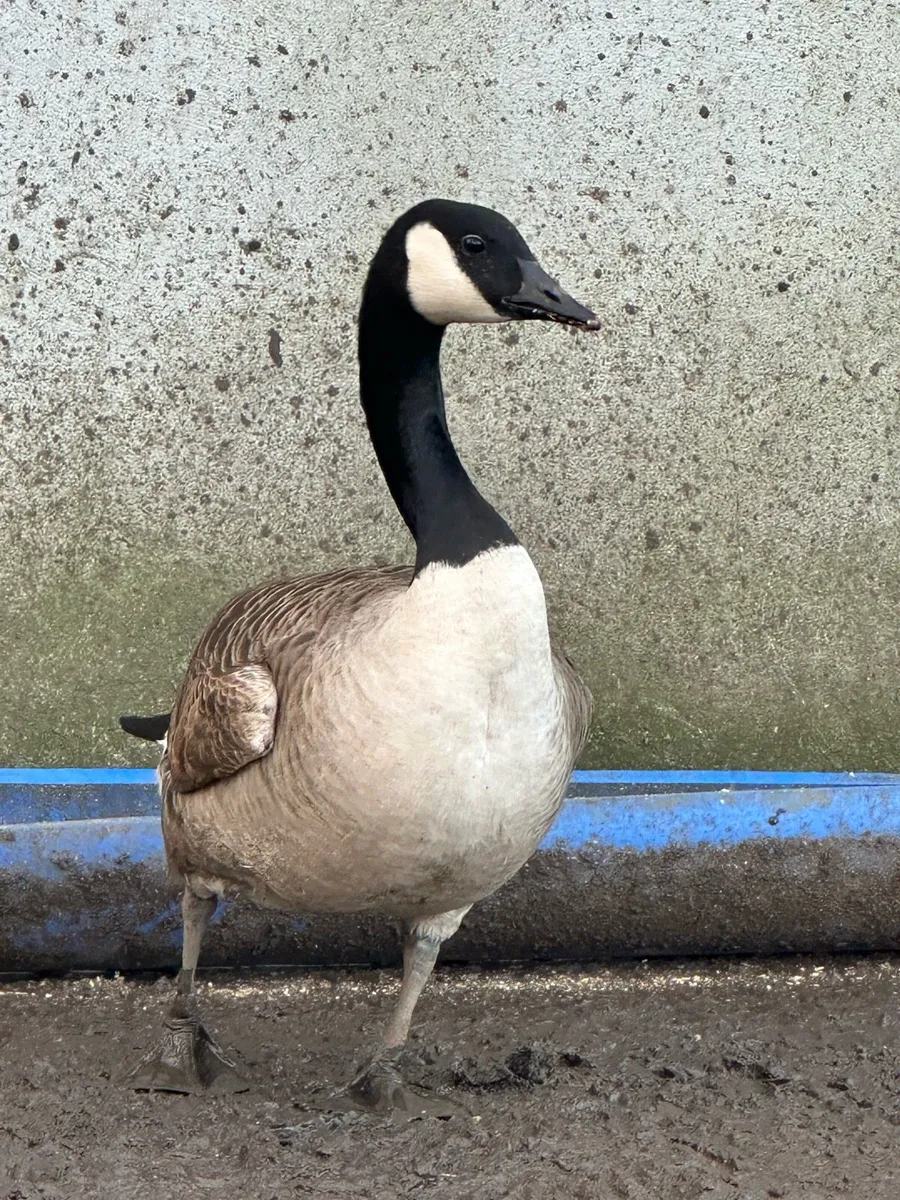 Geese and bantams - Image 1