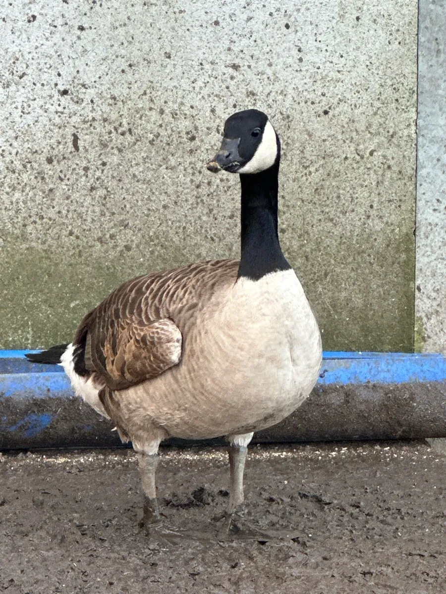 Geese and bantams - Image 2