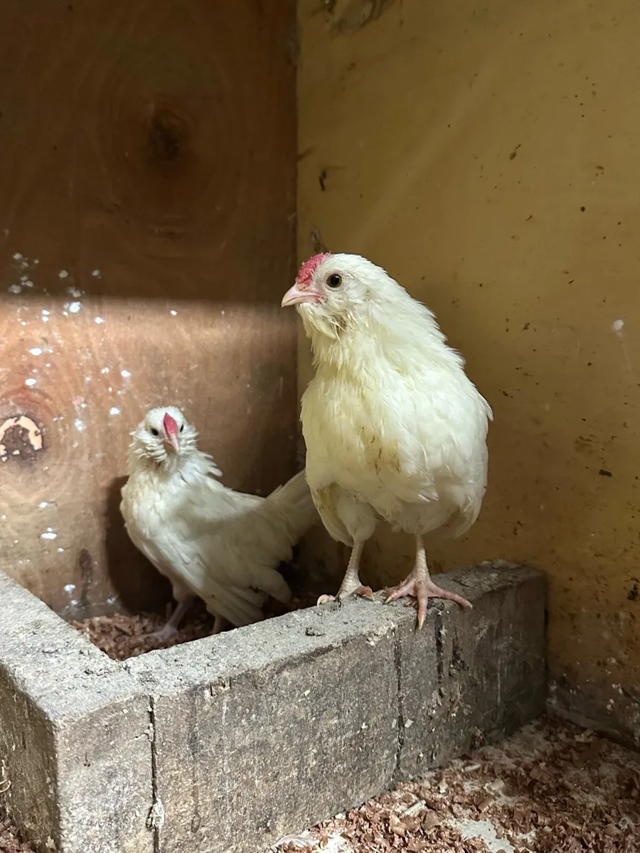 Geese and bantams - Image 4